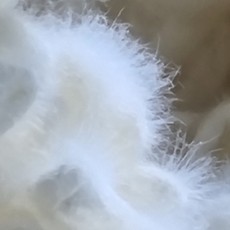 [자격증 특강] 전통누룩제조전문가